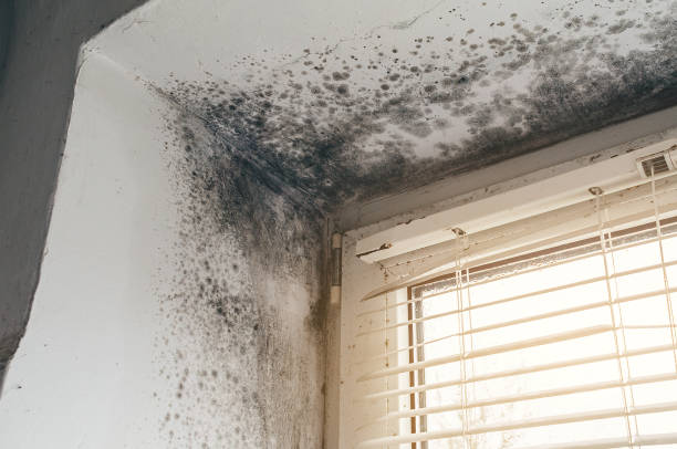 Affordable Mold Remediation solutions in Elkwood, VA